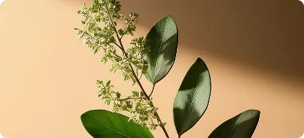 Boswellia Serrata Extract