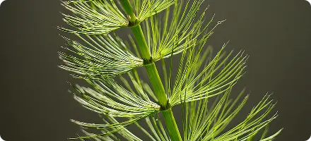 Horsetail Botanical Extract