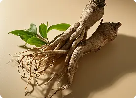 Resveratrol Plant-Derived Compound